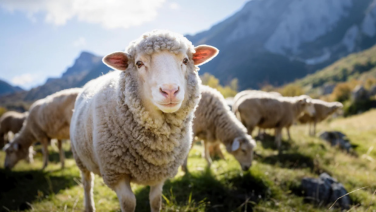 A white sheep looks directly into the camera, with more sheep grazing in a mountain meadow against a rocky alpine backdrop.