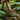 Merino Barefoot Women forest-480
